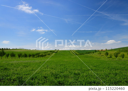 中央ヨーロッパのチェコ共和国　南モラヴィア州スタヴィエシツェ近くのモラヴィア大草原の起伏に続く並木 115220460