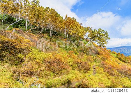 北海道 大雪山赤岳　紅葉に染まる銀泉台 115220488