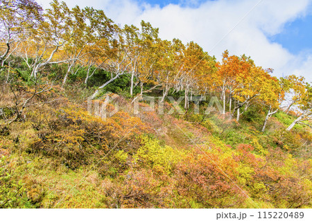 北海道 大雪山赤岳 紅葉に染まる銀泉台 北海道 大雪山赤岳 紅葉に染まる銀泉台 115220489
