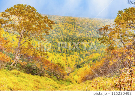 北海道 大雪山赤岳 紅葉に染まる銀泉台 北海道 大雪山赤岳 紅葉に染まる銀泉台 115220492