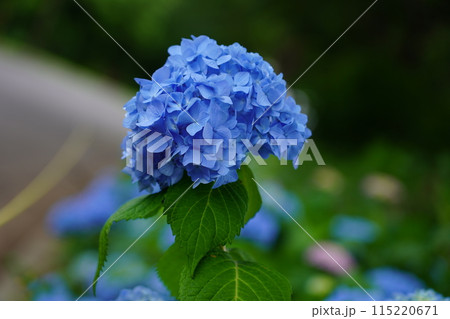 アジサイ アジサイ 115220671