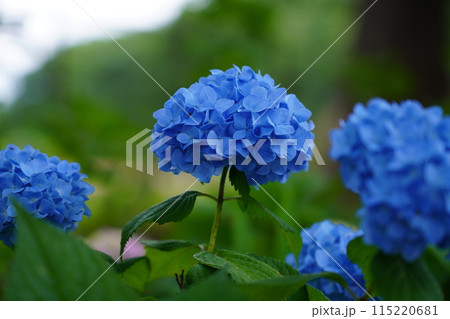 アジサイ 115220681
