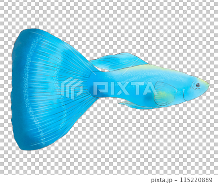 Illustration of a swimming guppy 115220889