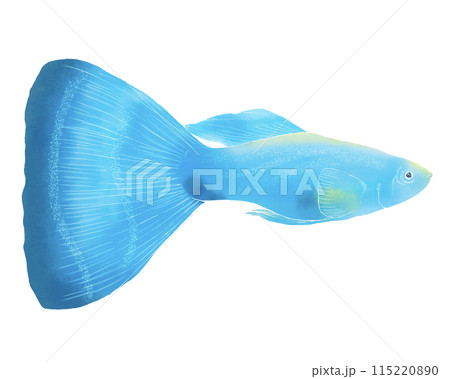 グッピーの水彩調のイラスト 115220890