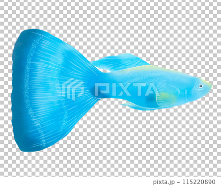 グッピーの水彩調のイラスト 115220890