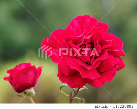 朝露に濡れた赤いバラ 朝露に濡れた赤いバラ 115220892
