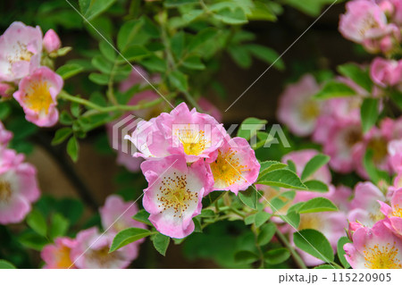 かわいいバラの花 115220905