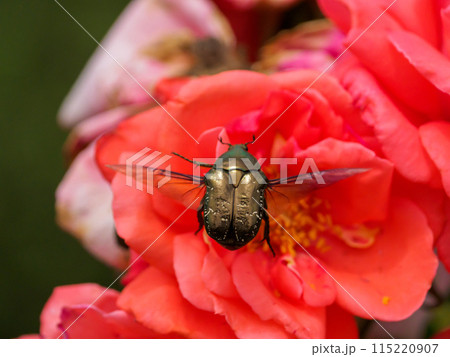 赤いバラの花から飛び立つコガネムシ 115220907