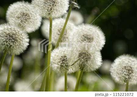Close-up of dandelion seed heads in a green field during springtime 115221072