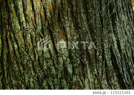 樹皮 樹木 樹皮 樹木 115221101