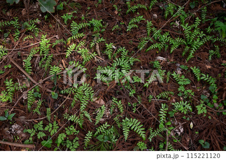 シダ植物 115221120