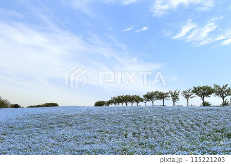 ネモフィラ畑（大阪府大阪市此花区） 115221203