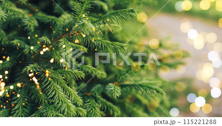 A close-up of a young fir branch with a garland in the summer A close-up of a young fir branch with a garland in the summer 115221288