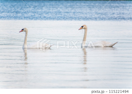 Two Graceful white Swans swimming in the lake, swans in the wild Two Graceful white Swans swimming in the lake, swans in the wild 115221494
