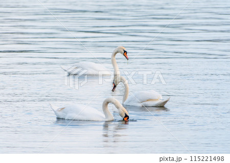 Graceful white Swans swimming in the lake, swans in the wild 115221498