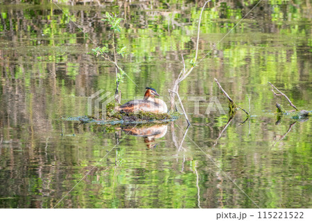 Great Crested Grebe, Podiceps cristatus, water bird sitting on the nest, nesting time on the green lake Great Crested Grebe, Podiceps cristatus, water bird sitting on the nest, nesting time on the green lake 115221522