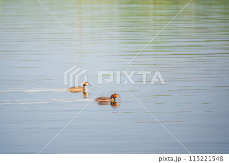 Two Great Crested Grebes swim in the lake Two Great Crested Grebes swim in the lake 115221548