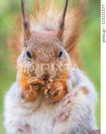 The squirrel with nut sits on a branches in the spring or summer. 115221577