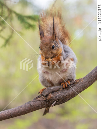 The squirrel with nut sits on a branches in the spring or summer. 115221578