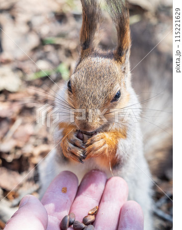 A squirrel in the spring or autumn eats nuts from a human hand. Eurasian red squirrel, Sciurus vulgaris A squirrel in the spring or autumn eats nuts from a human hand. Eurasian red squirrel, Sciurus vulgaris 115221629
