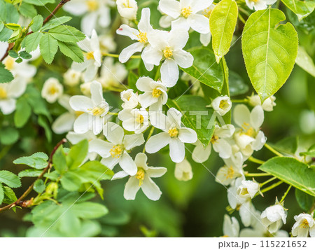 White blossoming apple trees in the sunset light. Spring season, spring colors. White blossoming apple trees in the sunset light. Spring season, spring colors. 115221652