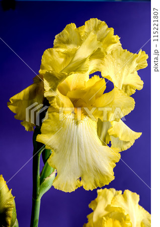 Blooming yellow iris on a purple background Blooming yellow iris on a purple background 115221807