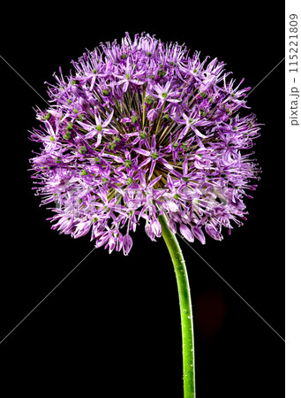 Blooming pink allium aflatunense on a black background 115221809