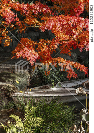 秋の京都　紅葉に包まれた勧修寺　氷室池に浮かぶボート 115221902