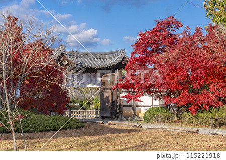 秋の京都　紅葉に包まれた勧修寺　中門（勅使門） 115221918