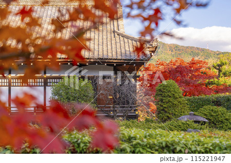 秋の京都 紅葉に包まれた勧修寺 書院南庭 秋の京都 紅葉に包まれた勧修寺 書院南庭 115221947