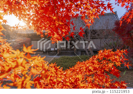 秋の京都 紅葉に包まれた勧修寺 宸殿 秋の京都 紅葉に包まれた勧修寺 宸殿 115221953