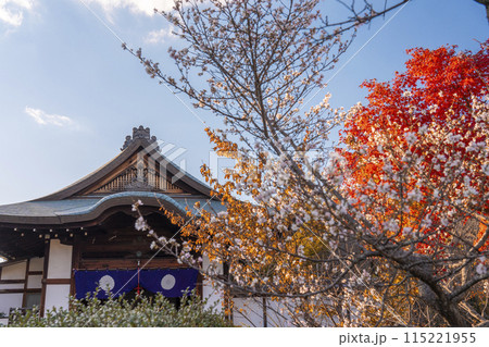 秋の京都　勧修寺庫裡　寒桜と紅葉 115221955