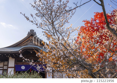 秋の京都　勧修寺庫裡　寒桜と紅葉 115221956