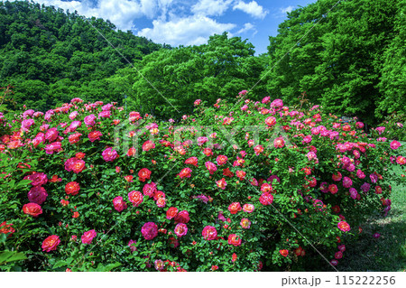 バラ バラ 115222256