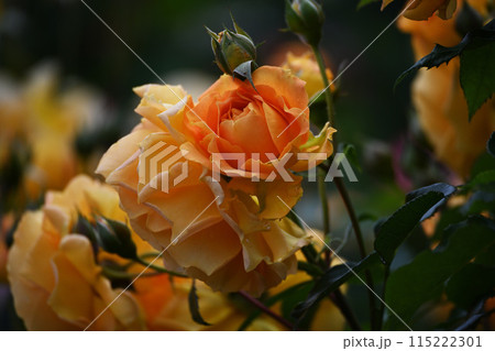 バラの花 バラの花 115222301