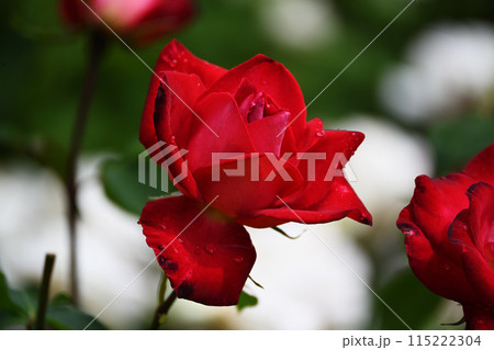 バラの花 バラの花 115222304