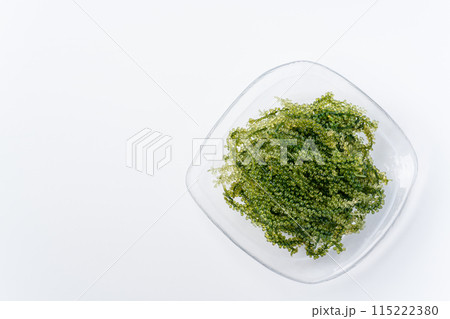 海ぶどう 115222380