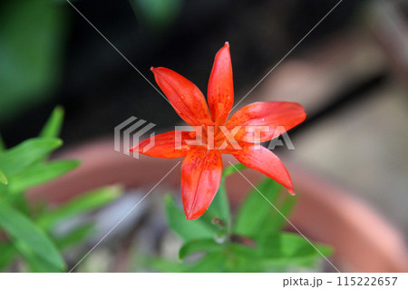ヒメユリの花 ヒメユリの花 115222657