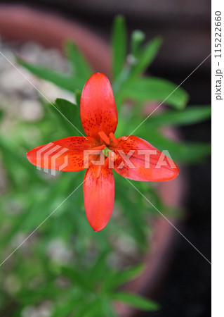 ヒメユリの花 115222660