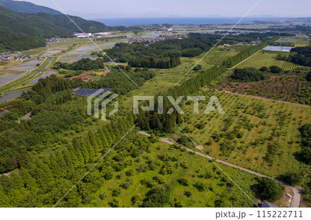 ドローン撮影｜新緑のメタセコイア並木道から琵琶湖方面の空撮｜滋賀県高島市マキノ町 115222711