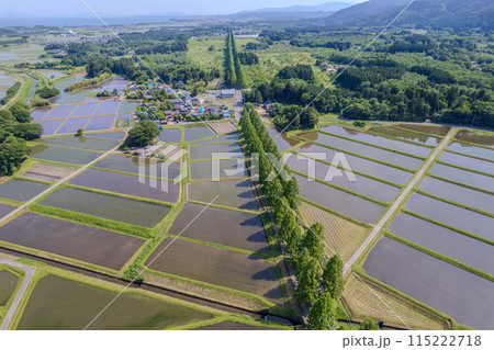 ドローン撮影｜新緑のメタセコイア並木道と田植えを終えた水田｜滋賀県高島市マキノ町 115222718
