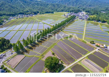 ドローン撮影｜新緑のメタセコイア並木道と田植えを終えた水田｜滋賀県高島市マキノ町 115222724