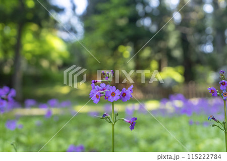 高野山　高野七弁天　湯屋谷弁天社付近に咲いている九輪草 115222784