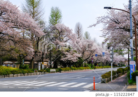 東京都 国立市 春 大学通り 東京都 国立市 春 大学通り 115222847