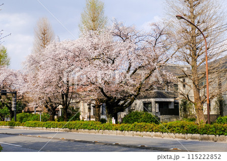 東京都　国立市　春　大学通り 115222852