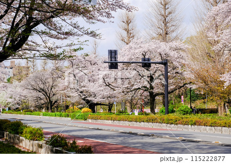 東京都 国立市 春 大学通り 東京都 国立市 春 大学通り 115222877
