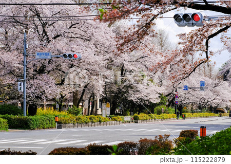東京都 国立市 春 大学通り 東京都 国立市 春 大学通り 115222879