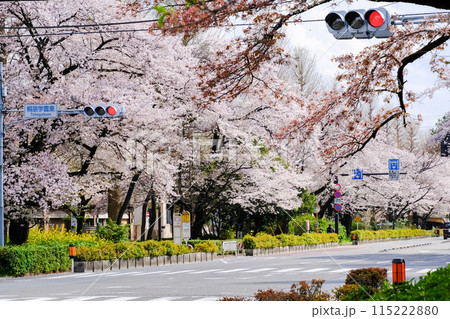 東京都 国立市 春 大学通り 東京都 国立市 春 大学通り 115222880