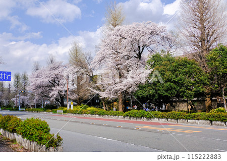 東京都　国立市　春　大学通り 115222883