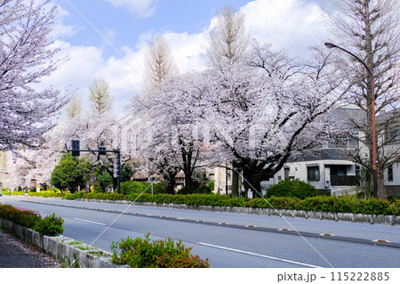 東京都 国立市 春 大学通り 東京都 国立市 春 大学通り 115222885